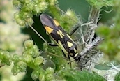 Calocoris stysi