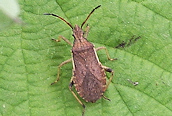 Ceraleptus lividus 