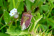 Sloe Bug