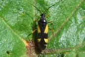 Mirid Bug