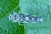 Eupteryx (florida)