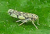 Eupteryx aurata
