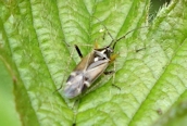 Harpocera thoracica?