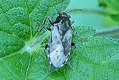 Heterogaster urticae