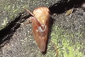 Idiocerus (vitreus ?)