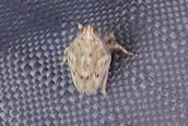 Issus coleopatratus