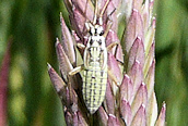 Leptopterna dolabrata