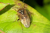 Lygus rugelipennis 
