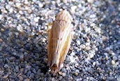 Mocydiopsis attenuata