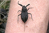 Water Scorpion