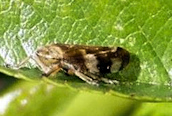 Philaneus spumarius