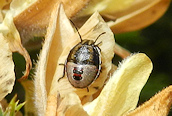 Piezodorus lituratus