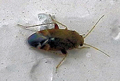 a mirid bug