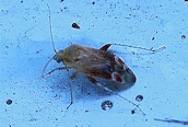 Psallus (varians ?)