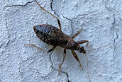 Reduvius personatus