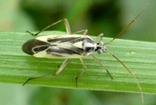 Mirid Bug