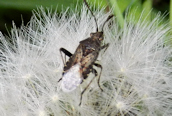 Stictopleurus punctonervosus ?