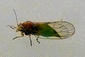 Trioza uirticae