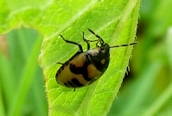 Tritomegas bicolor