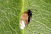 Kleidocerys resedae