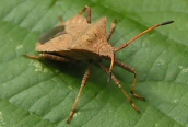 Dock Bug