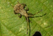 Dock Bug