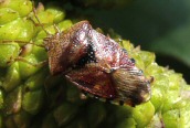 Elasmucha grisea