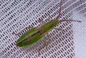Shield Bug
