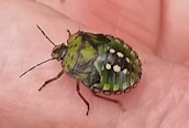 Nezara viridula