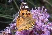 Painted Lady