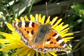 Small Tortoiseshell