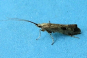 Glyphotaelius pellucidus ?