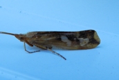 Limnephilus lunatus
