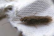 Caddis Fly