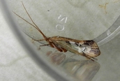 Limnephilus lunatus
