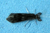 Mystacides azurea