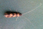 Mystacides longicornis
