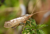 Limnephilus flavicornis