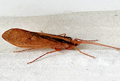 Stenophylax sp.