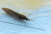 Tinodes waeneri