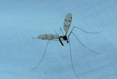 Limonia sp. ?