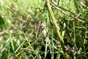 Nephrotoma  appendiculata