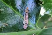 Nephrotoma quadrifaria