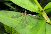 Tipula (lateralis ?)