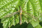 Tipula vernalis