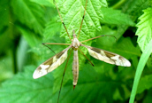 Cranefly