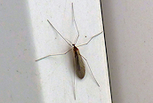 Trichocera annulata