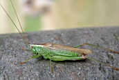 Long-winged Conehead