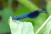 Banded Demoiselle