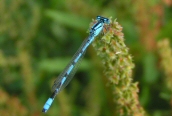 Common Blue Damselfly